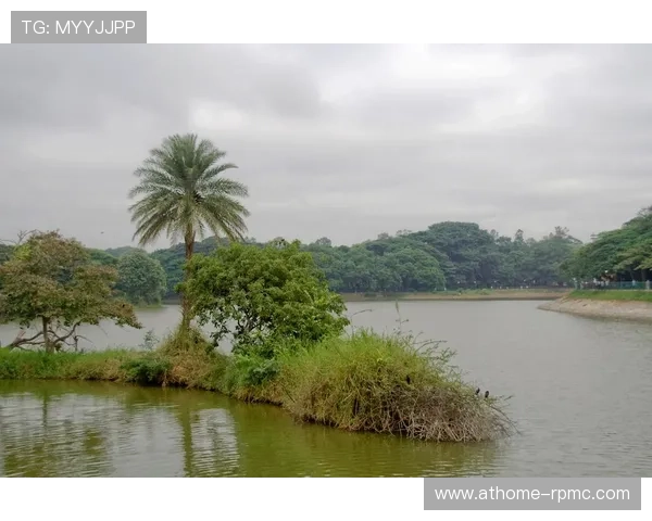 红树林娱乐：打造绿色生态娱乐新体验，感受大自然的神奇魅力